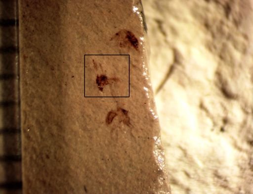 undet. Diptera