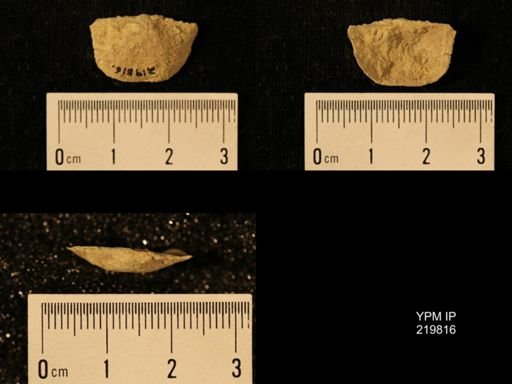Chonetes granulifer