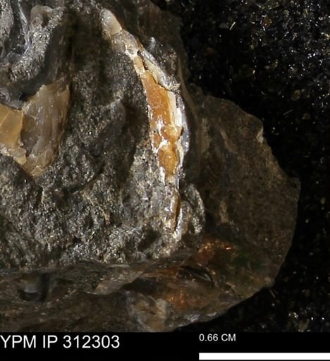 undet. Bivalvia