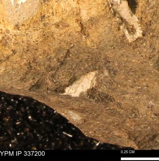undet. Mollusca