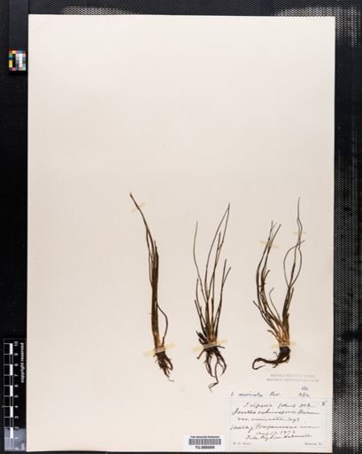 Isoetes muricata