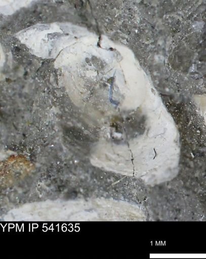Limopsis striatopunctatus