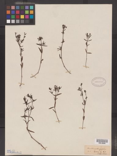 Houstonia longifolia