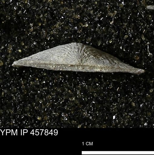 Strophodonta sp.
