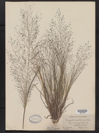 Eragrostis capillaris