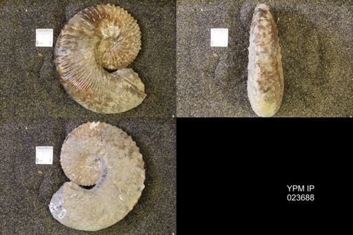 Jeletzkytes nebrascensis