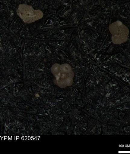 undet. Rugoglobigerinidae