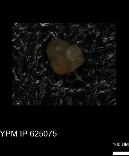 undet. Foraminiferida