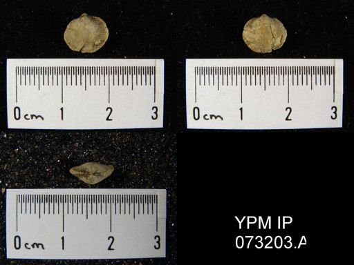 Atrypella decaturensis