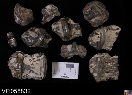 undet. Actinopterygii