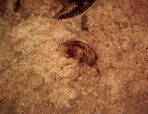 undet. Auchenorrhyncha