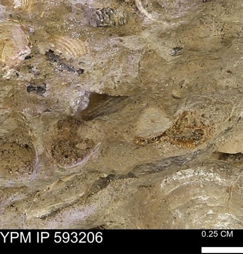 undet. Bivalvia
