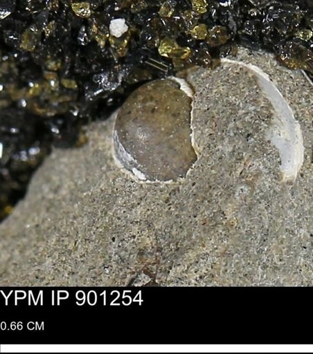 undet. Gastropoda