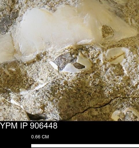 undet. Mollusca