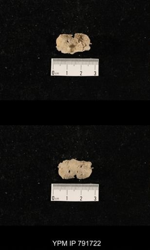 undet. Brachiopoda