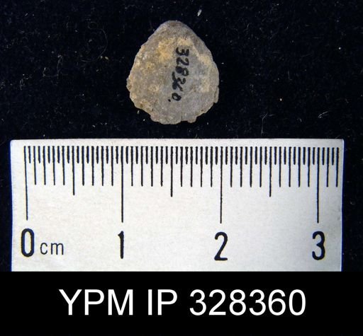 Stropheodonta sp.