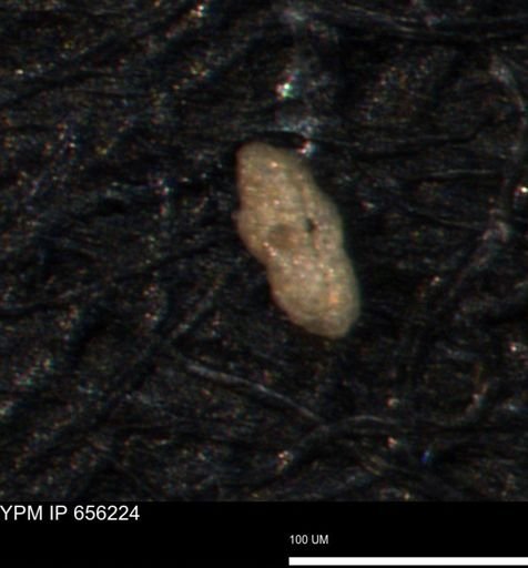 Miliammina ischnia