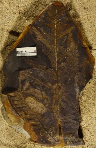Pecopteris sp.