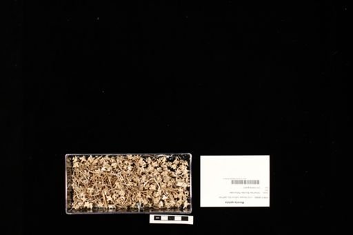 Morelia spilota