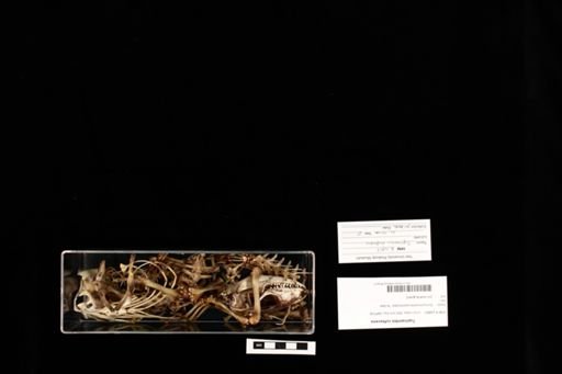 Tupinambis rufescens