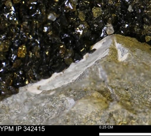 undet. Mollusca