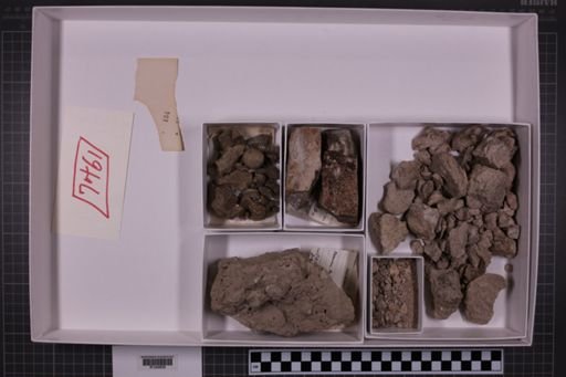 mixed taxa, stratigraphic collection