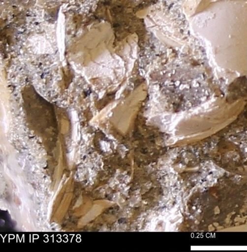 Corbicula sp.