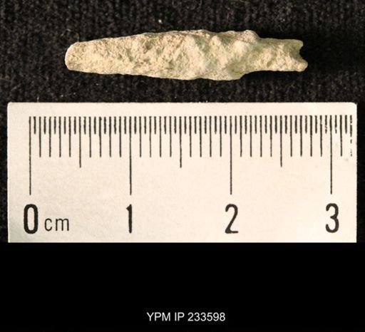 Archaeocidaris sp.