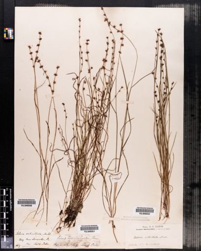 Scleria verticillata