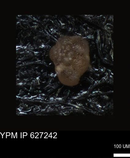 undet. Foraminiferida