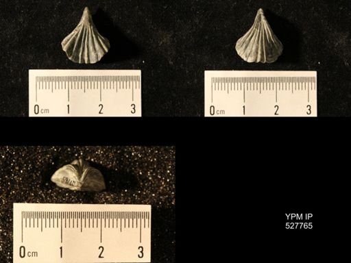 Rhynchotreta cuneata americana