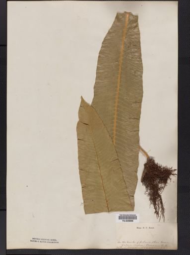Polypodium