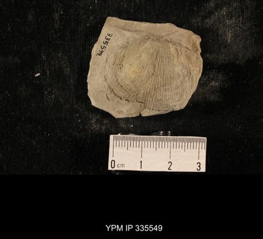 Linoproductus sp.