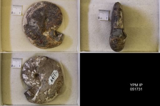 Hoploscaphites nicolletii