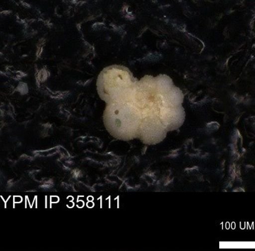 undet. Rugoglobigerinidae
