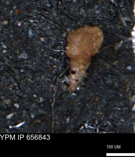 Verneuilinoides kansasensis