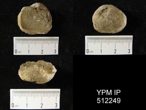 Productus morrowensis
