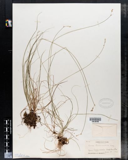 Carex brunnescens