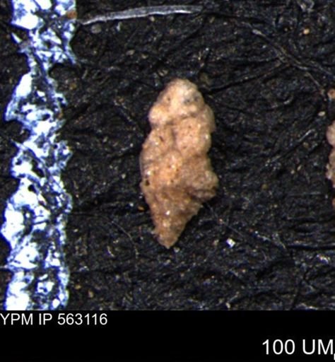 Verneuilina canadensis