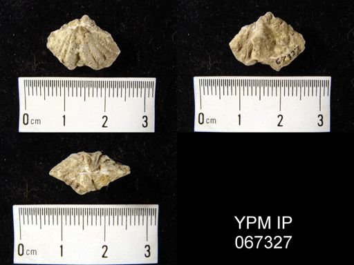 Delthyris perlamellosa