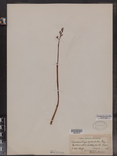 Corallorhiza maculata