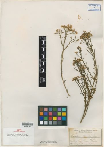 Baccharis potosina