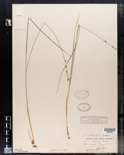 Carex atlantica