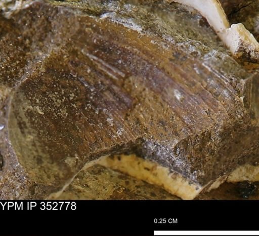 undet. Bivalvia