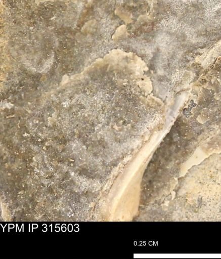Mollusca