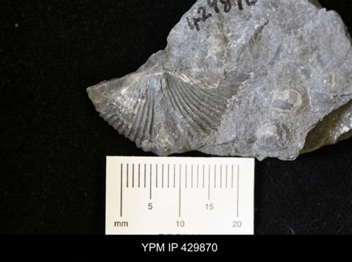 Mediospirifer sp.