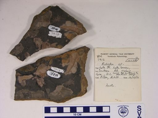 Rutiodon sp.