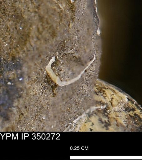undet. Bivalvia