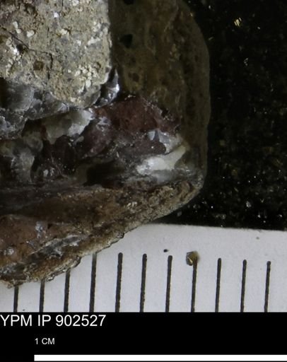 undet. Bivalvia
