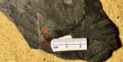 Pecopteris sp.